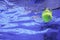 Tennis Summer Concept, Tennis Ball Underwater, Swimming Pool, SummerÂ Tennis Camp